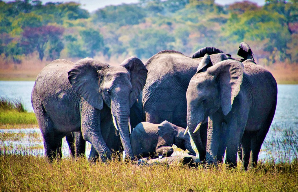 Volunteer in Malawi - Wildlife Rescue Center