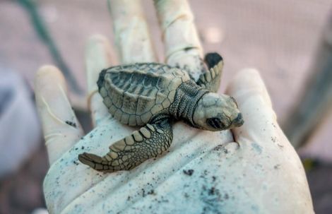 Volunteer in Costa Rica - Sea Turtle Conservation