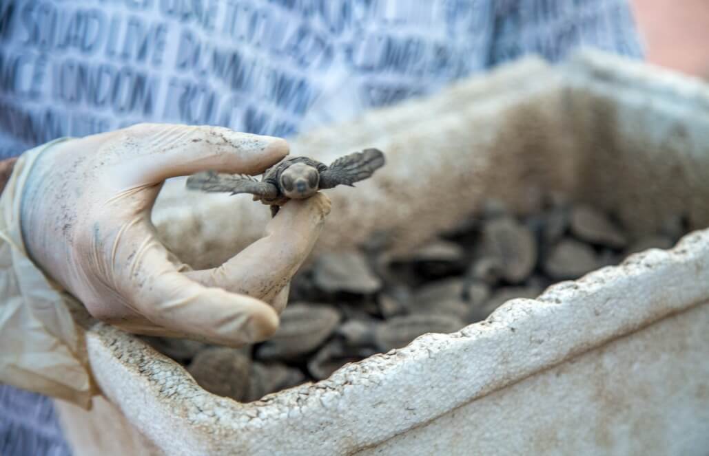 Volunteer in Costa Rica - Sea Turtle Conservation Volunteer in Costa Rica - Sea Turtle Conservation