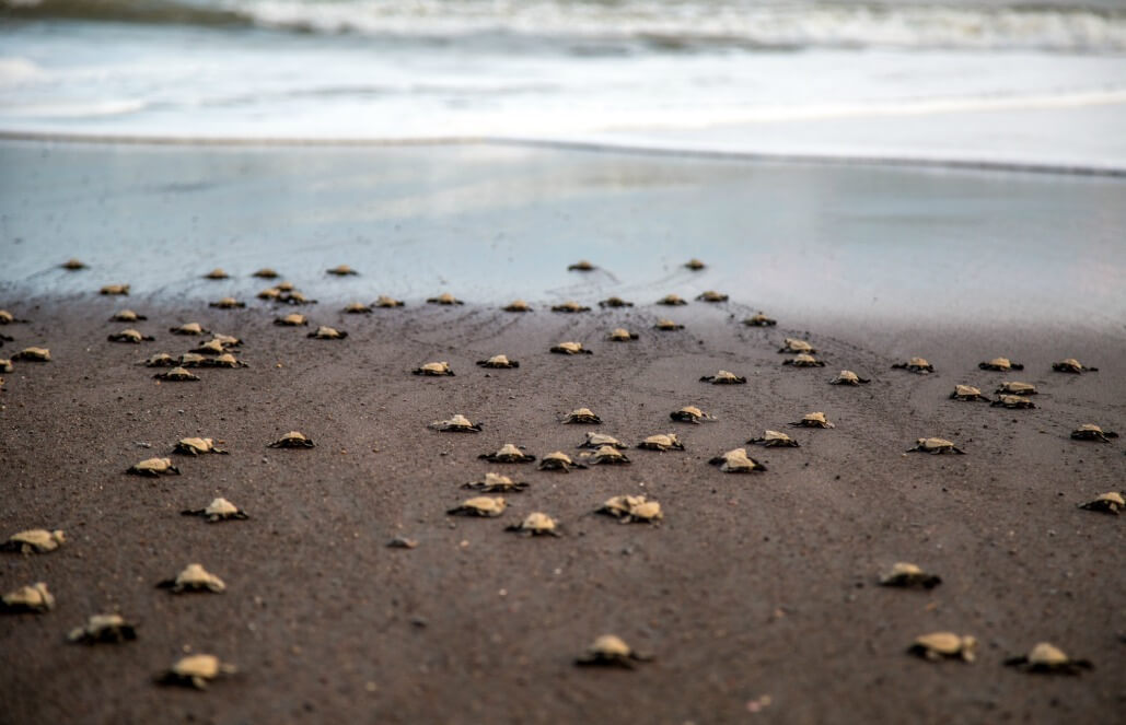 Volunteer in Costa Rica - Sea Turtle Conservation Volunteer in Costa Rica - Sea Turtle Conservation