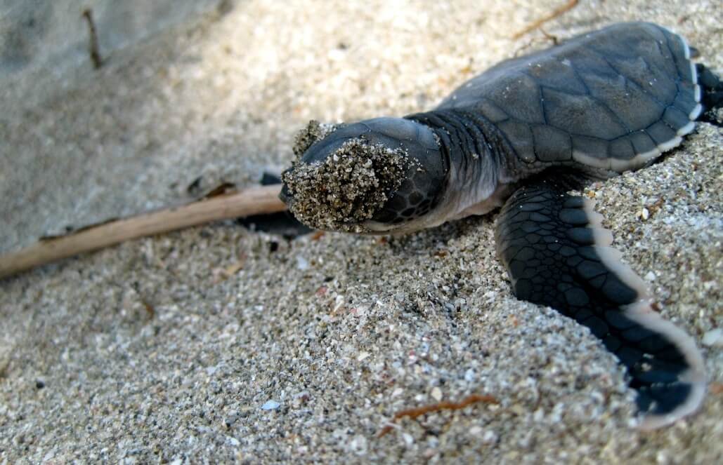 Volunteer in Costa Rica - Sea Turtle Conservation