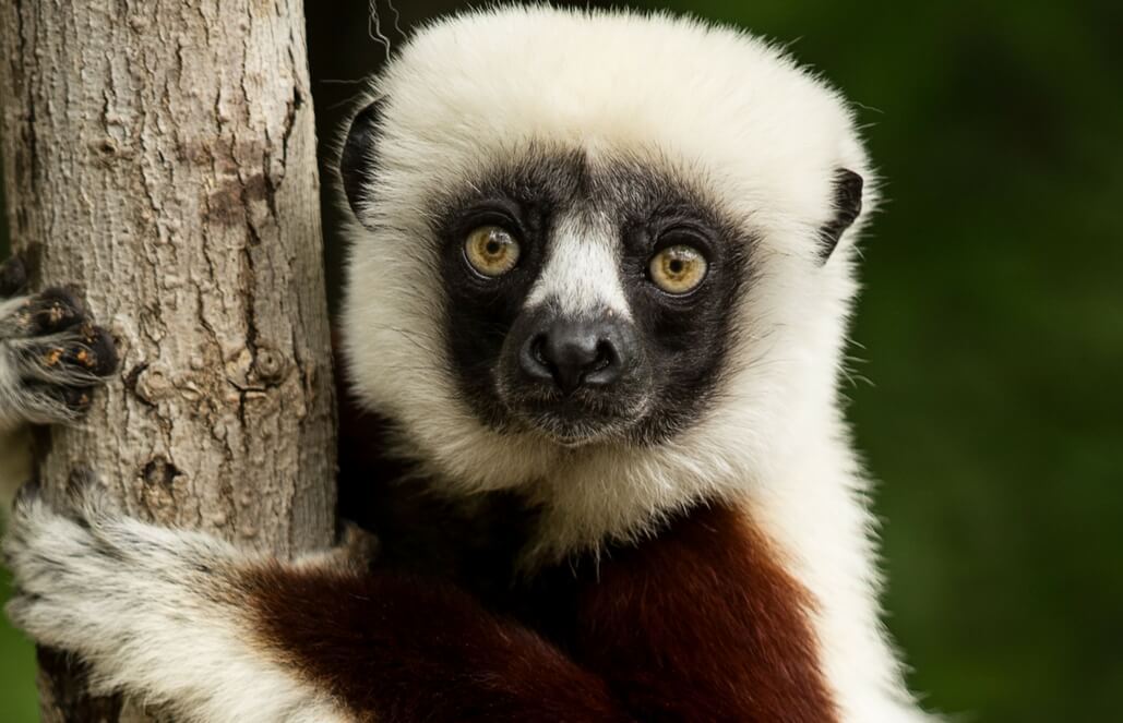 Volunteer in Madagascar - Lemur Conservation