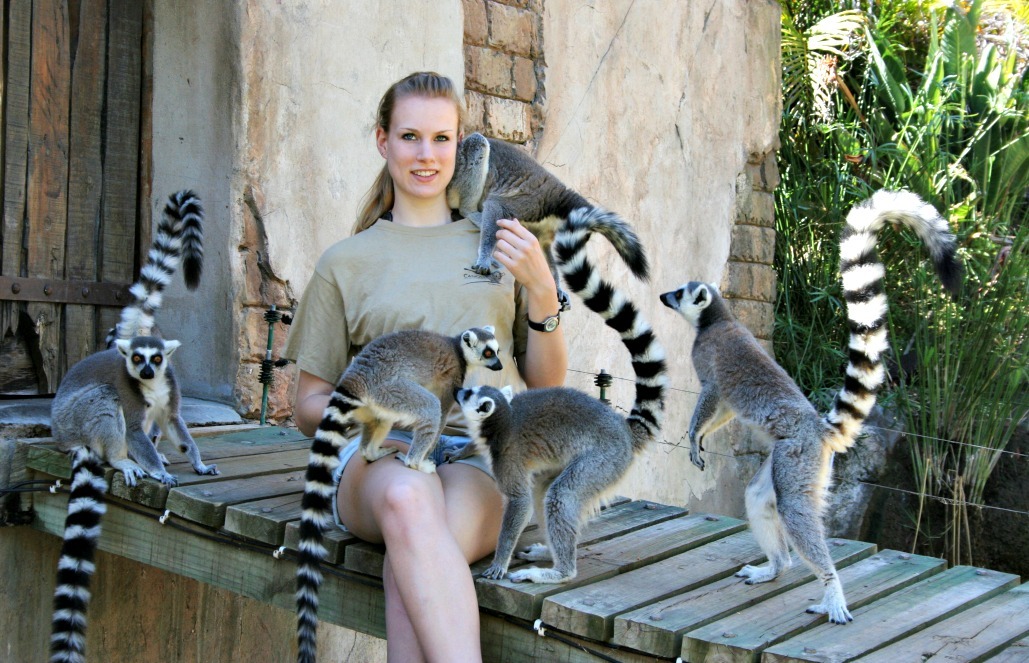 Volunteer with Lemurs in South Africa - African Wildlife Ranch