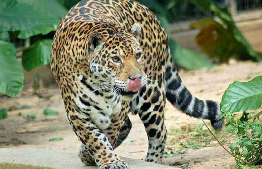 Volunteer in Costa Rica - Jaguar Research and Conservation Volunteer in Costa Rica - Jaguar Research and Conservation