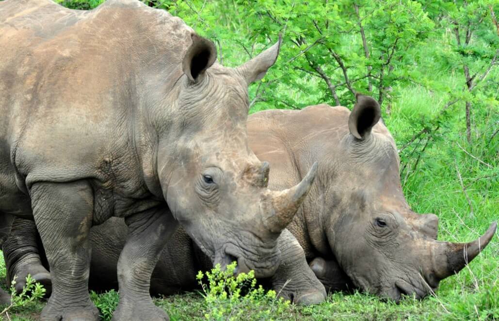 Volunteer in South Africa - The Big 5 Wildlife Reserve in the Greater Kruger Area Volunteer in South Africa - The Big 5 Wildlife Reserve in the Greater Kruger Area