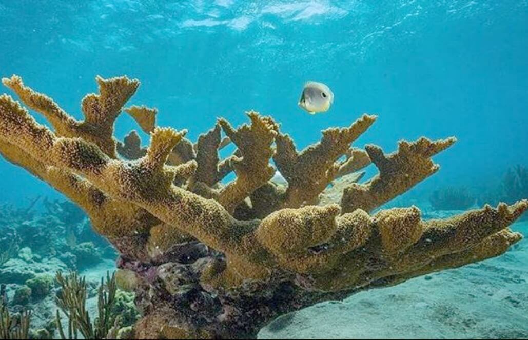 The Coral Reef Was Amazing The Coral Reef Was Amazing