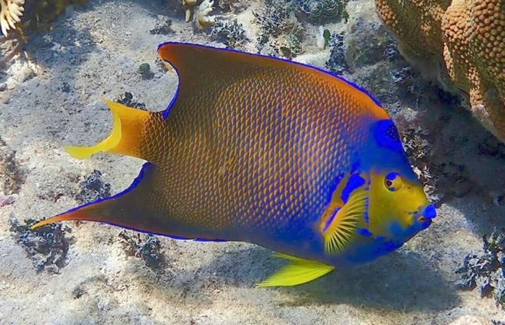 Colorful Fish Everywhere Colorful Fish Everywhere