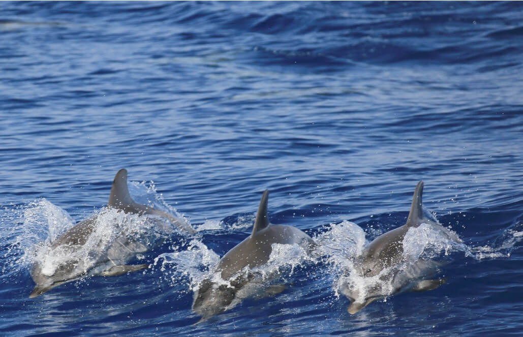 A Pod Of Striped Dolphins Interacting A Pod Of Striped Dolphins Interacting