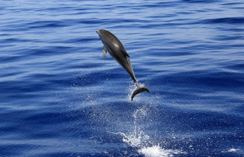 A Striped Dolphin Socializing By Leaping