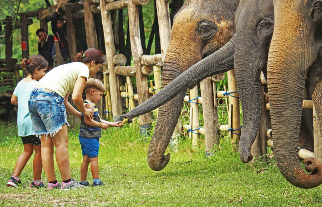Volunteer in Thailand - Elephant Forest Refuge Volunteer in Thailand - Elephant Forest Refuge