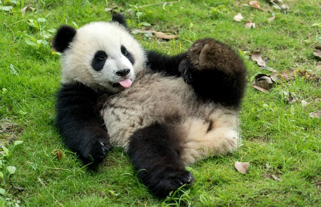 Volunteer in China - Giant Panda Center Volunteer in China - Giant Panda Center