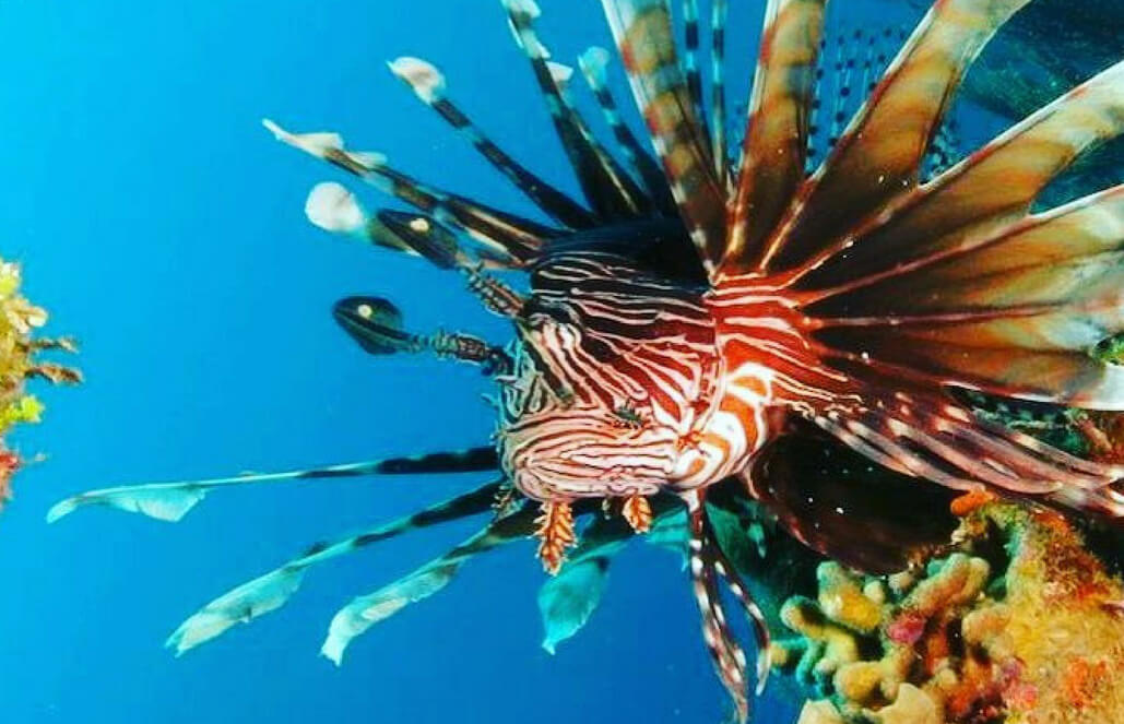 Volunteer in Belize - Private Island Marine Experience Volunteer in Belize - Private Island Marine Experience