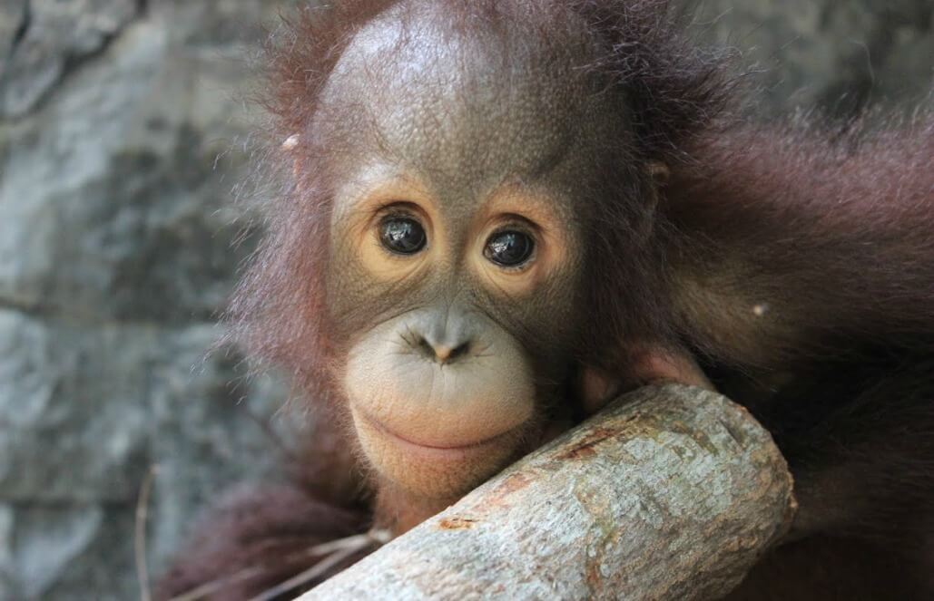 Volunteer in Indonesia - Orangutan and Wildlife Rescue Center Volunteer in Indonesia - Orangutan and Wildlife Rescue Center