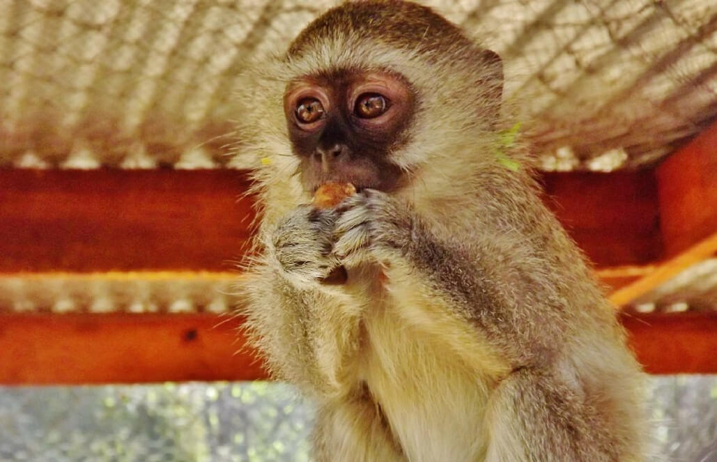 Volunteer in Malawi - Wildlife Rescue Center Volunteer in Malawi - Wildlife Rescue Center