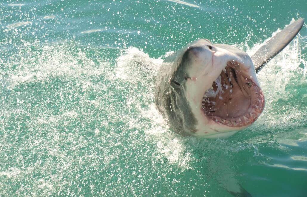 Volunteer in South Africa - Great White Shark Conservation Volunteer in South Africa - Great White Shark Conservation