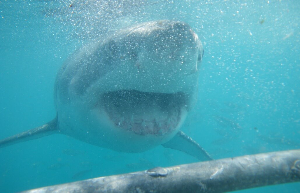 Volunteer in South Africa - Great White Shark Conservation Volunteer in South Africa - Great White Shark Conservation