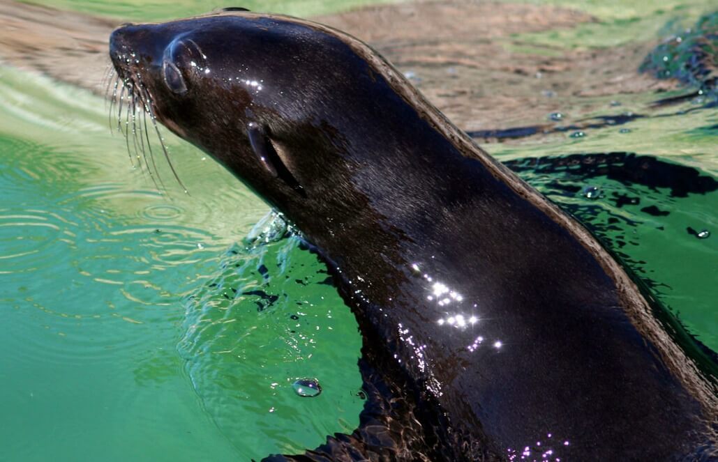 Volunteer in South Africa - Marine Life Research and Conservation Volunteer in South Africa - Marine Life Research and Conservation