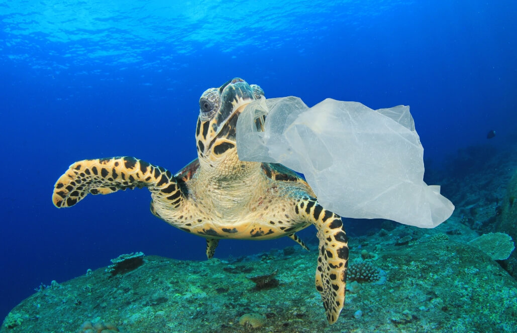 Sea Turtle Mistakes Plastic Bags for Jellyfish