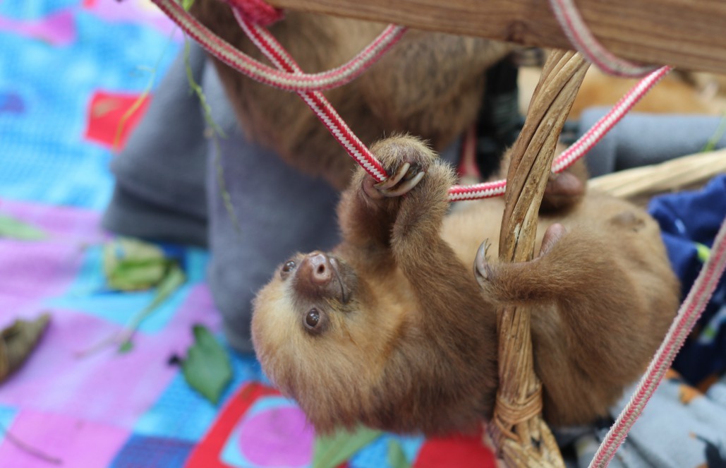 sloth playing costa rica