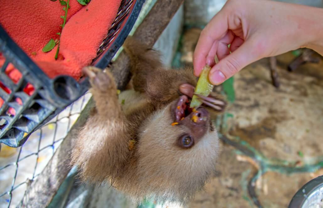 Volunteer with Sloths in Costa Rica - Animal Rescue and Conservation Volunteer with Sloths in Costa Rica - Animal Rescue and Conservation