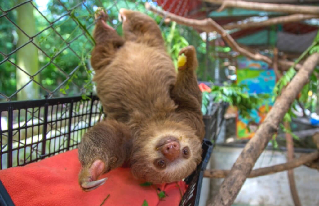 sloth costa rica