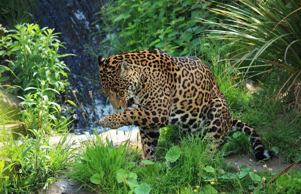 Volunteer for Jaguar Conservation in Costa Rica Volunteer for Jaguar Conservation in Costa Rica