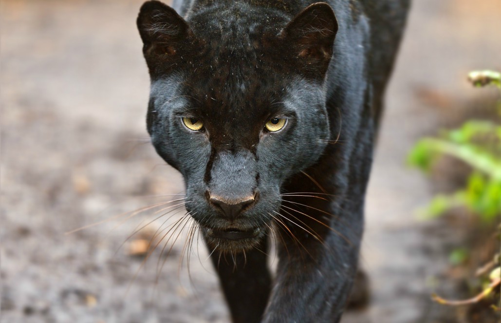 Volunteer for Jaguar Conservation in Costa Rica