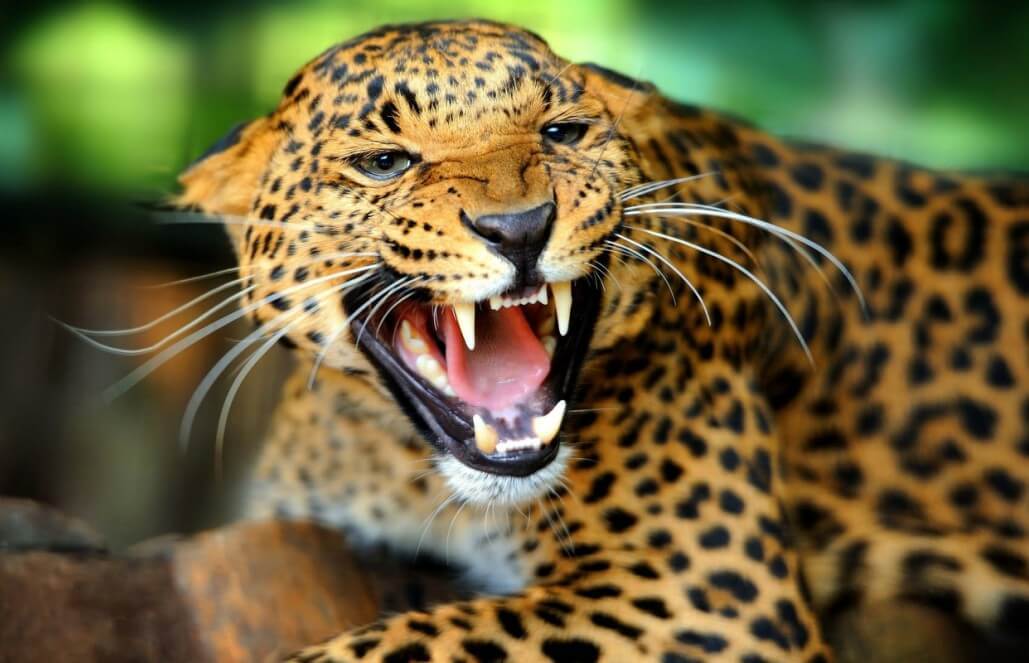 Volunteer for Jaguar Conservation in Costa Rica