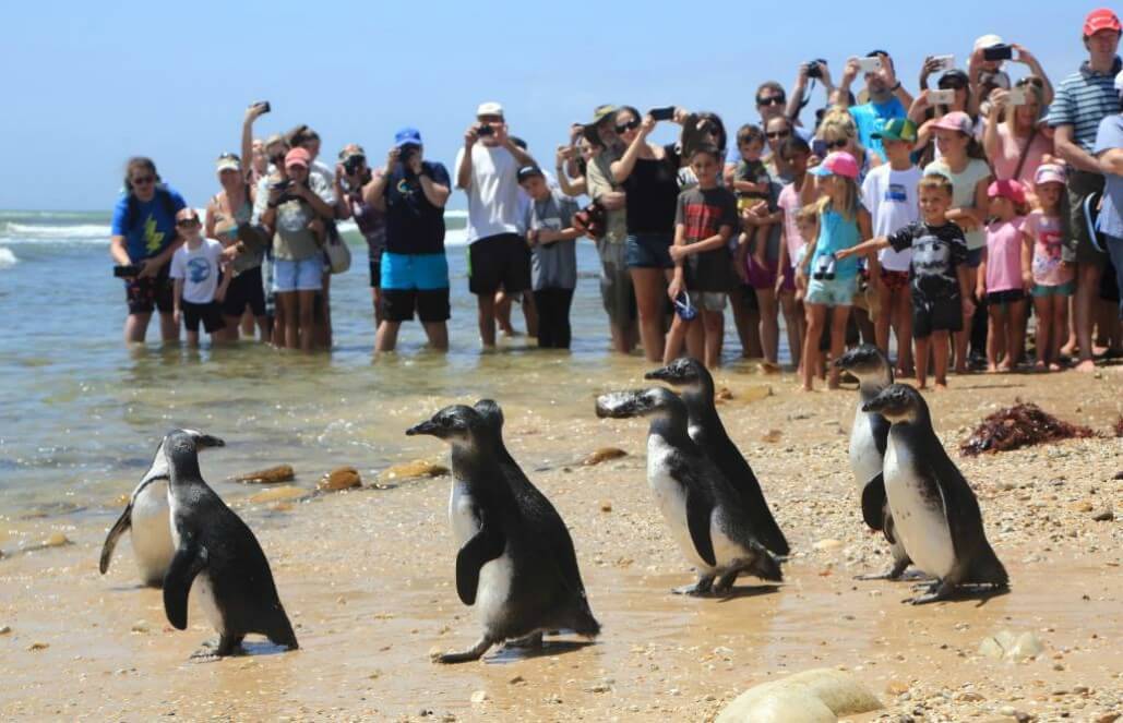 South Africa - Penguin and Marine Bird Sanctuary South Africa - Penguin and Marine Bird Sanctuary