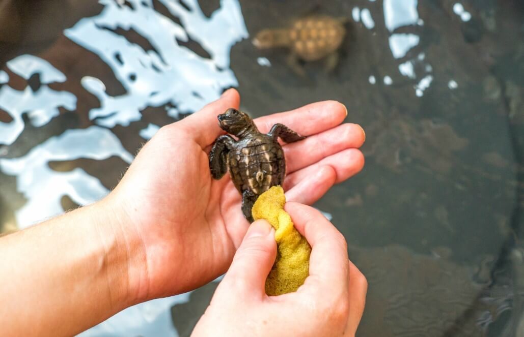 Volunteer in Indonesia - Bali Sea Turtle Rescue