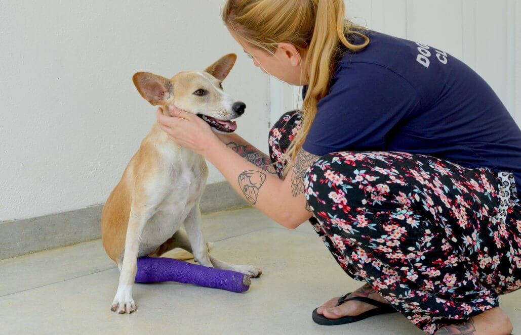 Volunteer in Sri Lanka - Dog Care and Veterinary Assistance Volunteer in Sri Lanka - Dog Care and Veterinary Assistance