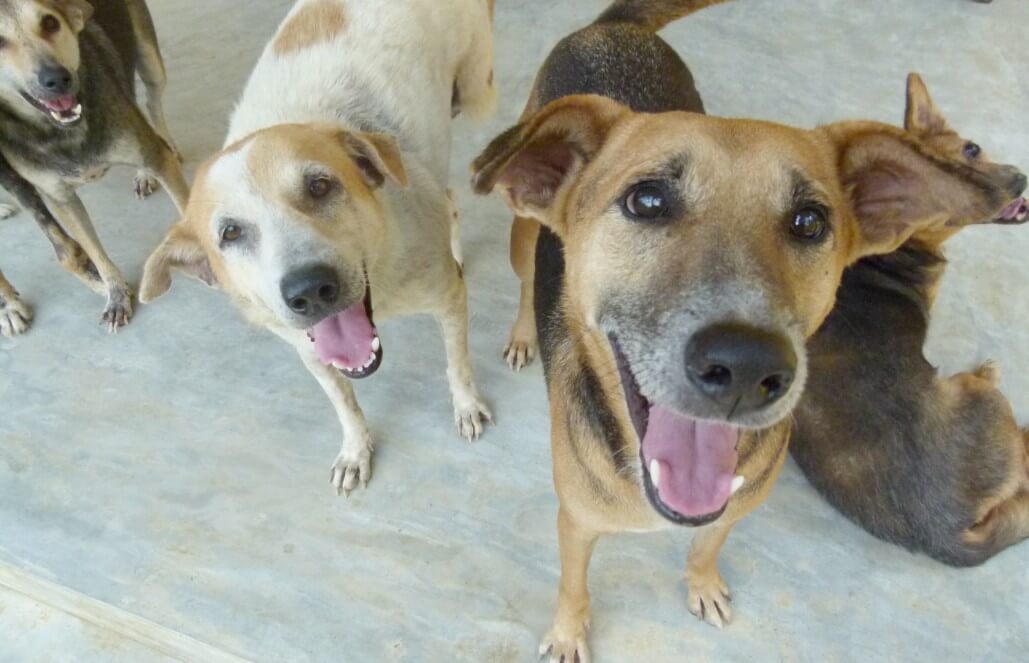 Volunteer in Sri Lanka - Dog Care and Veterinary Assistance Volunteer in Sri Lanka - Dog Care and Veterinary Assistance