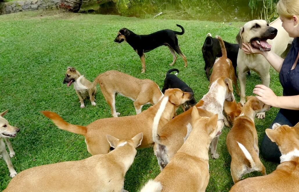 Volunteer in Sri Lanka - Dog Care and Veterinary Assistance Volunteer in Sri Lanka - Dog Care and Veterinary Assistance