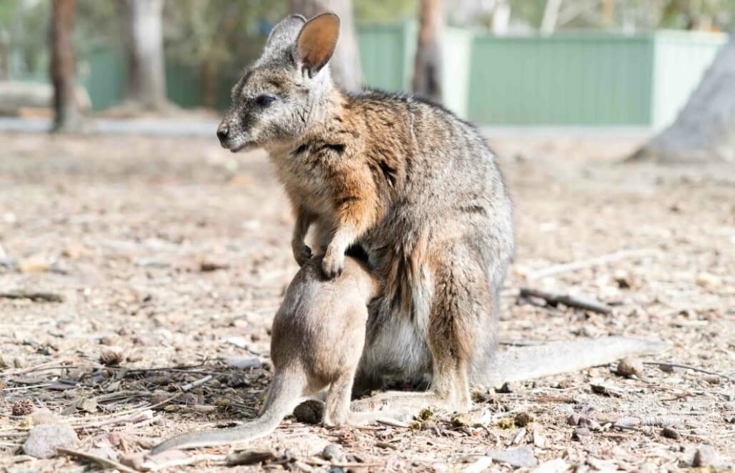 Volunteer in Australia - Wild Animal Sanctuary