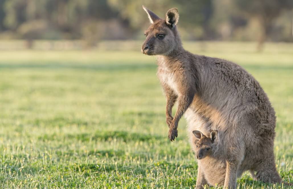 Volunteer in Australia - Port Stephenes Wildlife Sanctuary