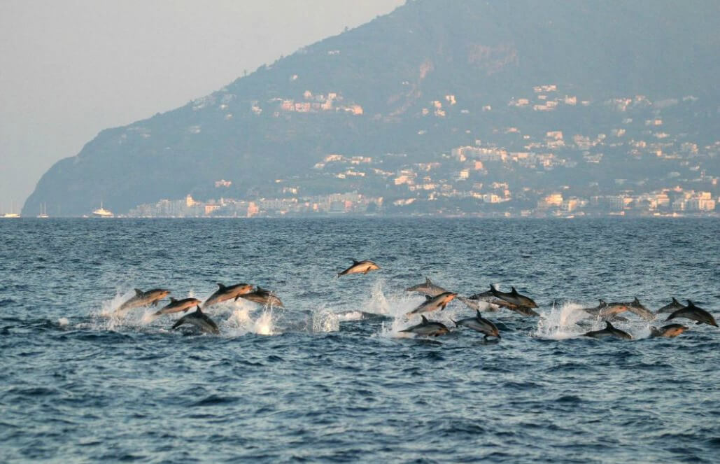Volunteer in Italy - Liveaboard Dolphin Research Expedition