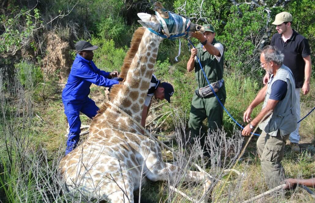 Intern in South Africa - Pre-Vet Wildlife Internship