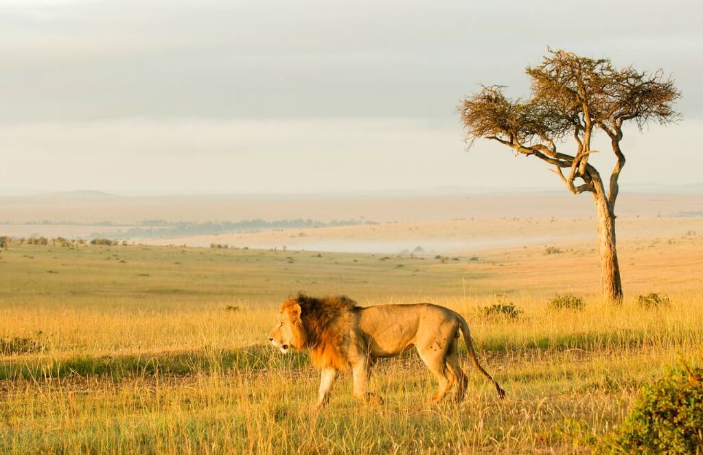 Intern in Kenya - Maasai Mara Lion and Wildlife Conservation