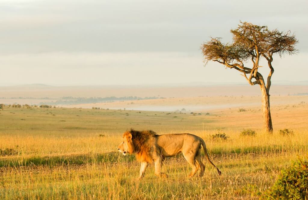 Intern in Kenya - Maasai Mara Lion and Wildlife Conservation Intern in Kenya - Maasai Mara Lion and Wildlife Conservation