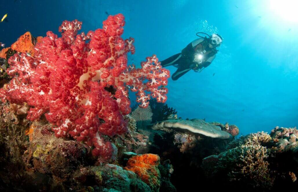 Volunteer in Australia - Great Barrier Reef Conservation Volunteer in Australia - Great Barrier Reef Conservation