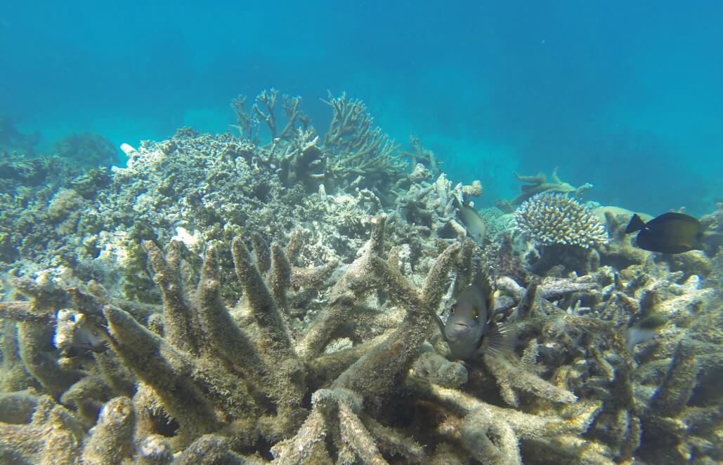 Volunteer in Australia - Great Barrier Reef Conservation Volunteer in Australia - Great Barrier Reef Conservation