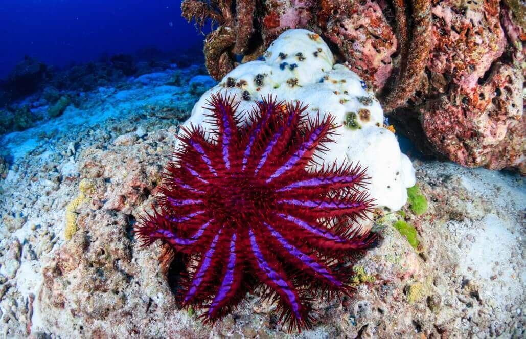 Volunteer in Australia - Great Barrier Reef Conservation Volunteer in Australia - Great Barrier Reef Conservation
