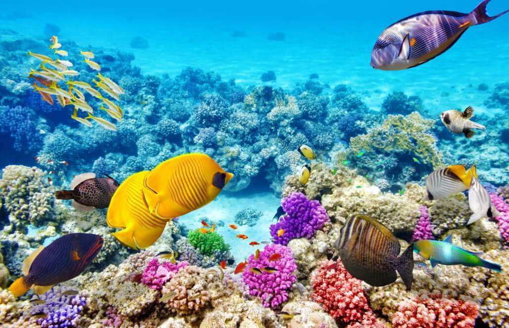 Volunteer in Australia - Great Barrier Reef Conservation