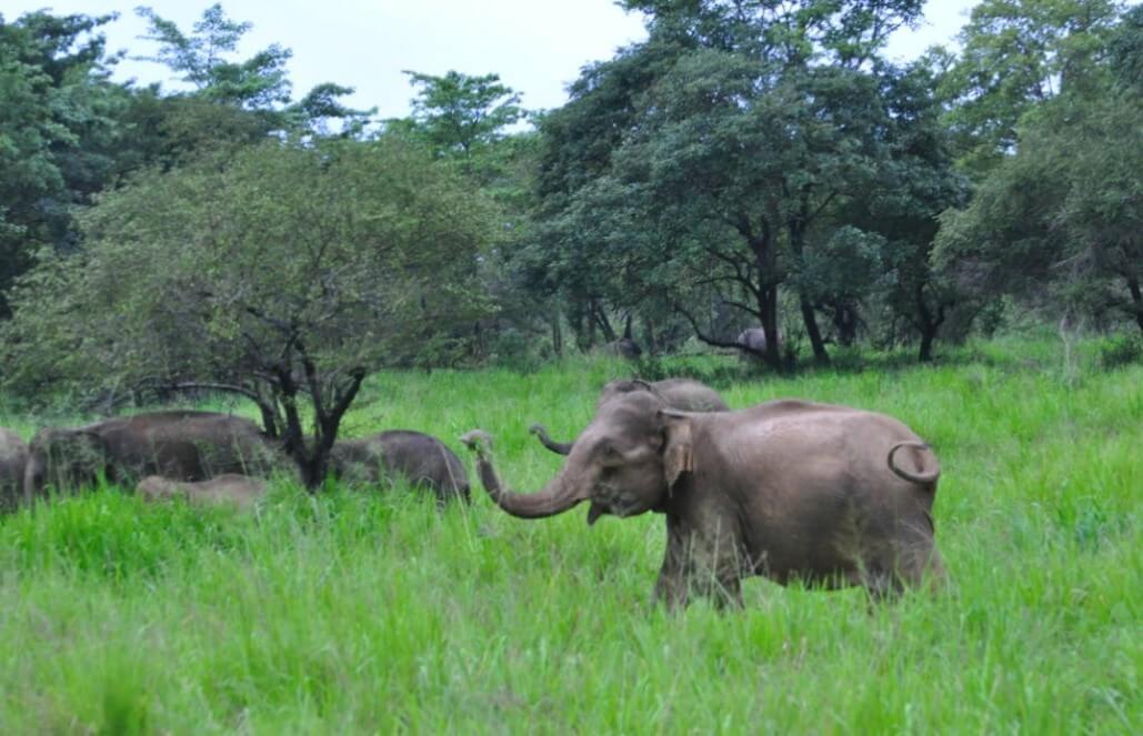 Volunteer in Sri Lanka - Wild Elephant Conservation and Research Volunteer in Sri Lanka - Wild Elephant Conservation and Research