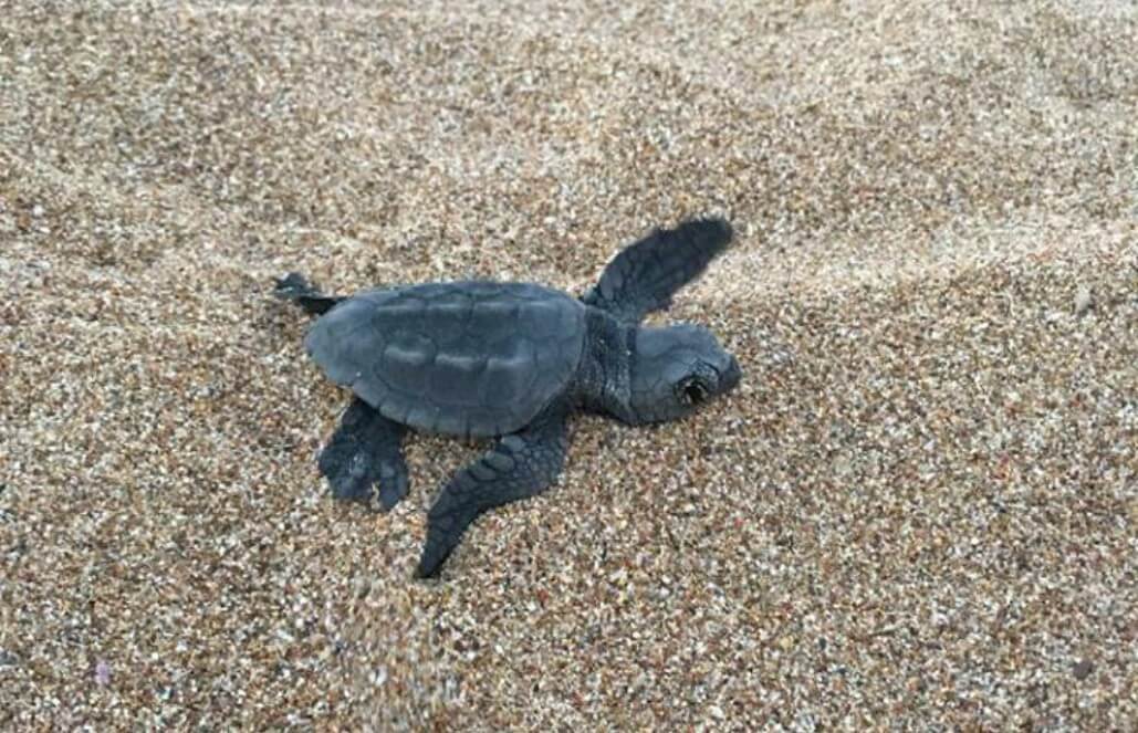 Volunteer in Greece - Mediterranean Sea Turtle Conservation Volunteer in Greece - Mediterranean Sea Turtle Conservation