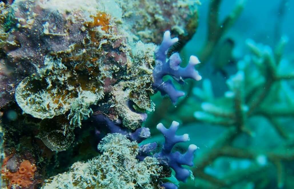 Volunteer in Fiji - Diving and Marine Conservation Expedition Volunteer in Fiji - Diving and Marine Conservation Expedition