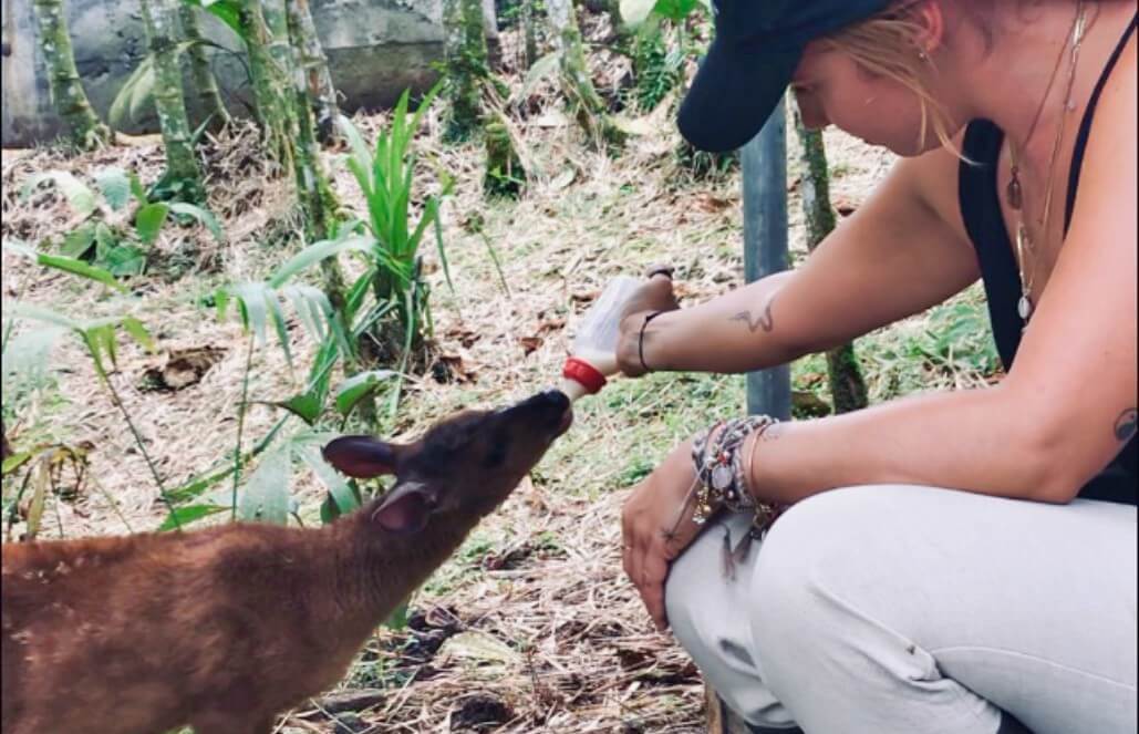 Volunteer in Ecuador - Wild Animal Rescue Center