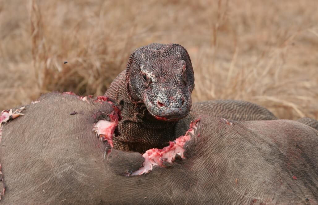 carnivore