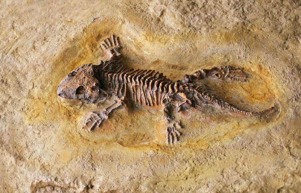 fossil