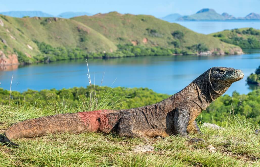 regular komodo